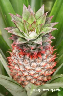 Safe food when travelling - Pineapple Ready to be picked Pinapple